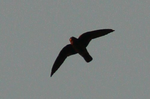 Chaetura cinereiventris
