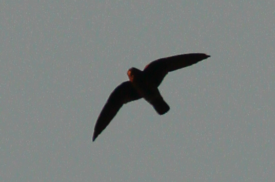 Grey-rumped Swift (Chaetura cinereiventris)