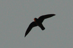 Chaetura cinereiventris