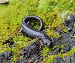 Chiropterotriton orculus