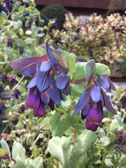 Cerinthe