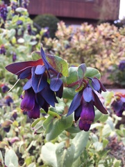 Cerinthe