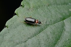 Pentagonica daimiella