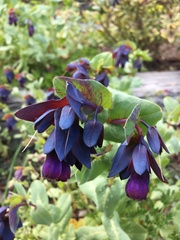 Cerinthe