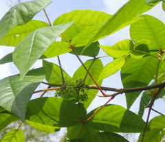 Toxicodendron radicans image