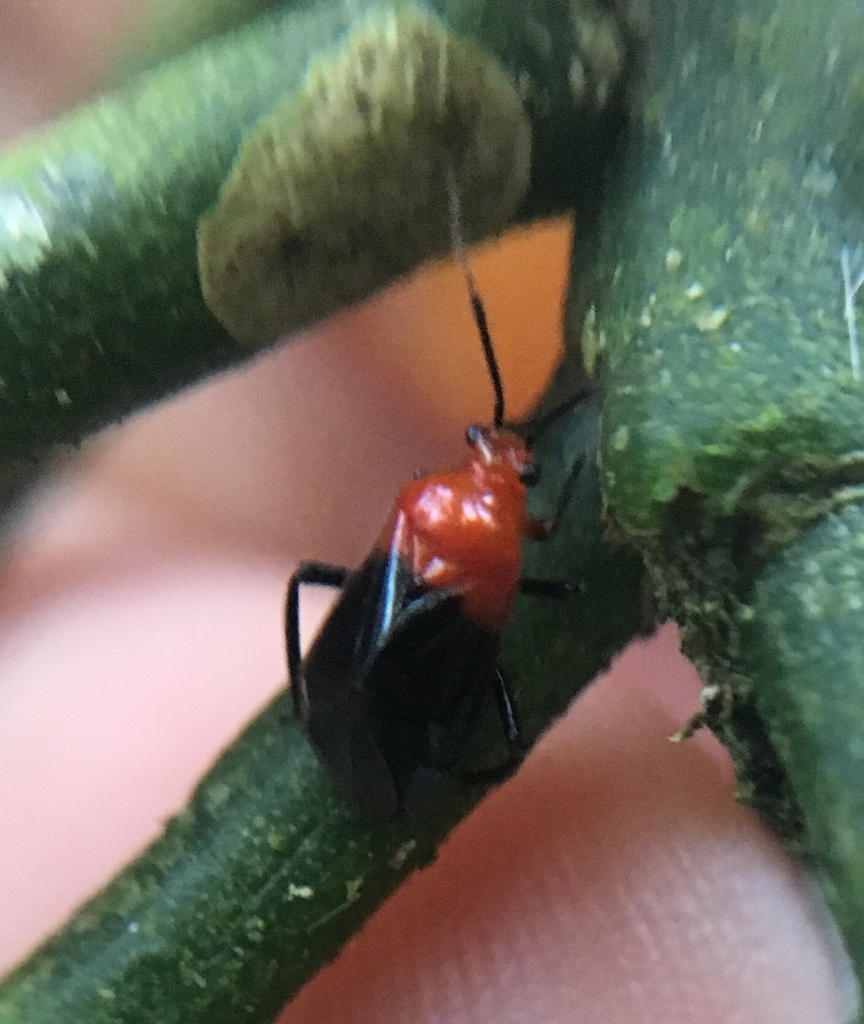 Sysinas semiluteus