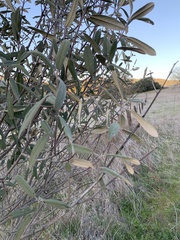 Frangula californica tomentella