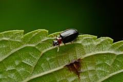 Pentagonica daimiella