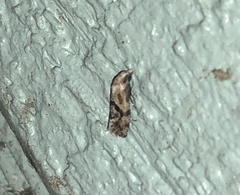 Platphalonidia felix