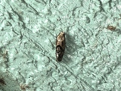 Platphalonidia felix