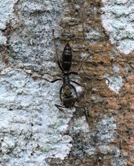 Neoponera