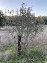 Frangula californica tomentella