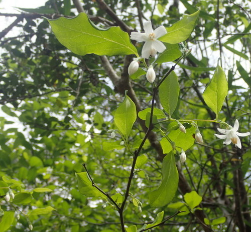 Styrax americanus image
