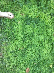 Hydrocotyle leucocephala