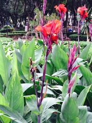 Canna × generalis