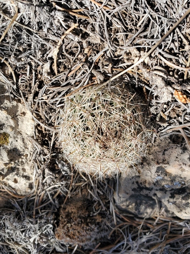 Pelecyphora vivipara