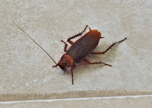 Brown Cockroach photo 3