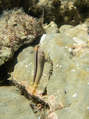 Parablennius laticlavius