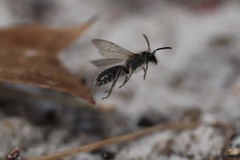 Andrena bradleyi