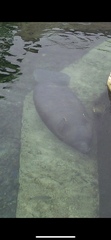 Trichechus