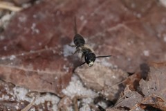 Andrena bradleyi