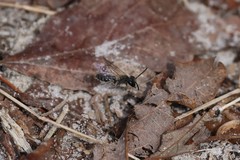 Andrena bradleyi