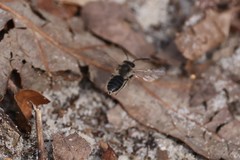 Andrena bradleyi