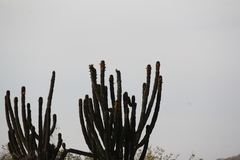 Melanerpes uropygialis