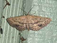 Scopula aemulata