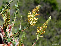 Mulguraea ligustrina