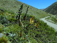 Mulguraea ligustrina