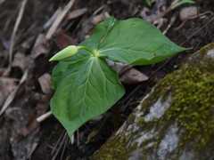 Trillium flexipes