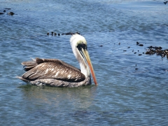 Pelecanus thagus