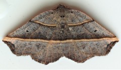 Metanema determinata