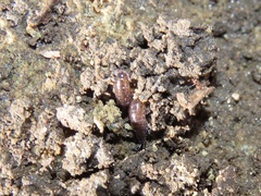 Chaetophiloscia sicula