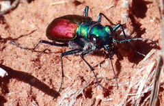 Cicindela scutellaris scutellaris