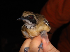 Myrmoborus myotherinus