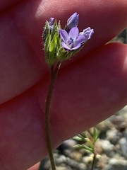 Gilia clivorum