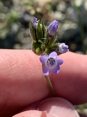 Gilia clivorum