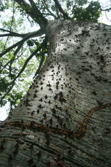 Ceiba trischistandra