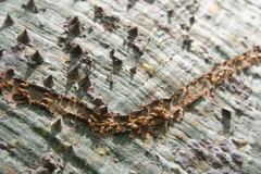 Ceiba trischistandra