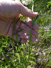 Erysimum concinnum
