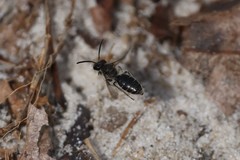 Andrena bradleyi