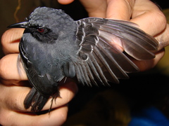 Myrmoborus myotherinus