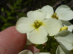 Erysimum concinnum