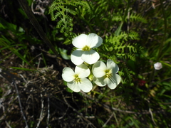 Erysimum concinnum