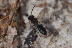 Andrena bradleyi