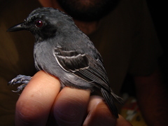 Myrmoborus myotherinus
