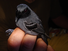 Myrmoborus myotherinus
