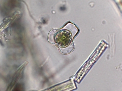 Hyalotheca